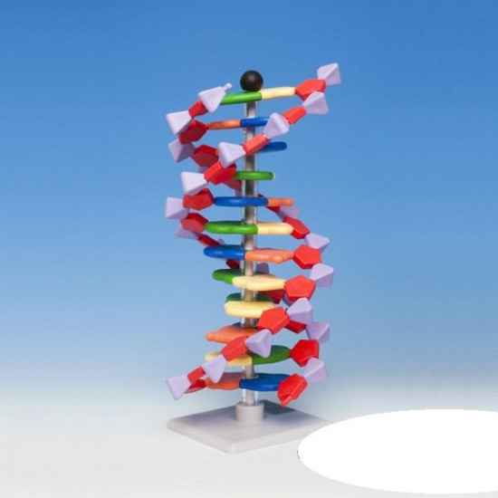 MODEL DNA ? PODSTAWOWY