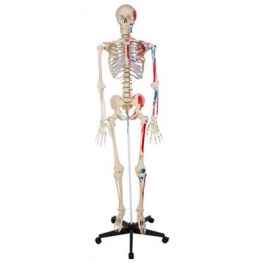 Szkielet człowieka 181 cm - model z mięśniami