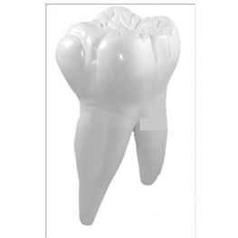 Zęby trzonowe - model