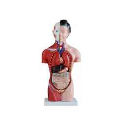 Tułów żeński model 42 cm wyjmowane organy