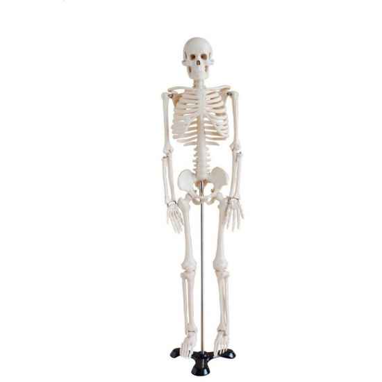 Szkielet człowieka 85 cm /bez arterii/ - Kliknij na obrazek aby go zamknąć