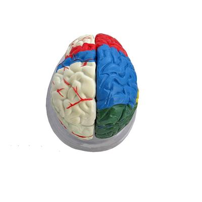 Mózg model kolorowy - 8 częściowy - Kliknij na obrazek aby go zamknąć