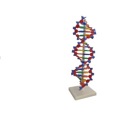 DNA model schematu 3D - Kliknij na obrazek aby go zamknąć