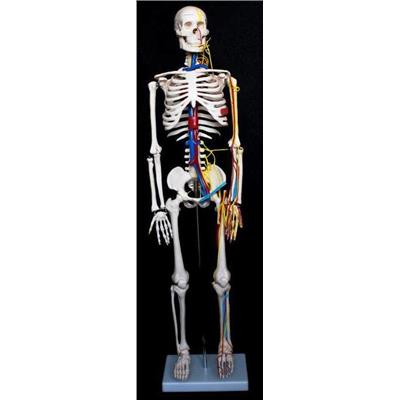 Szkielet człowieka 85 cm z nerwami i arteriami - Kliknij na obrazek aby go zamknąć