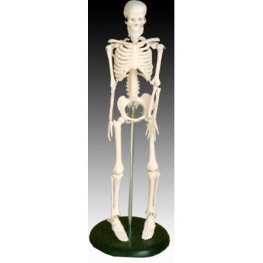 Szkielet człowieka 45 cm