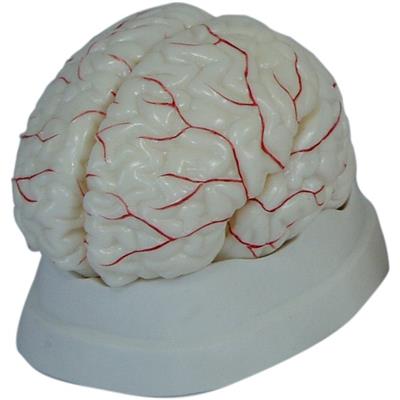 Mózg z naczyniami, model 8 częściowy