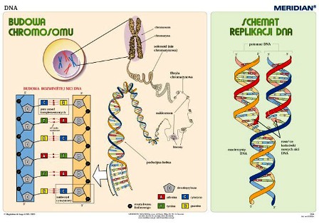 Podstawy genetyki DNA
