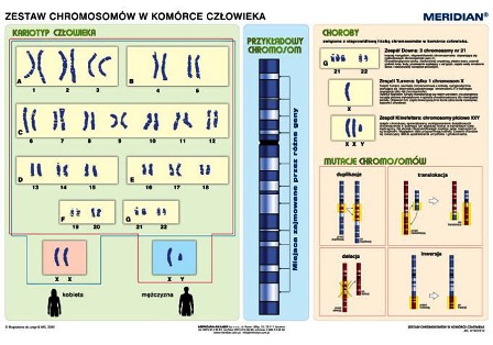 Podstawy genetyki - chromosomy w komórce człowieka - Kliknij na obrazek aby go zamknąć