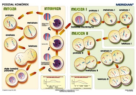 Podstawy genetyki - podział komórek