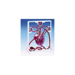 Model serca z pompką - układ krwionośny