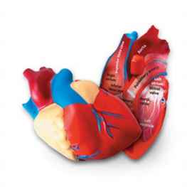 Model serca - serce model przekrojowy z pianki