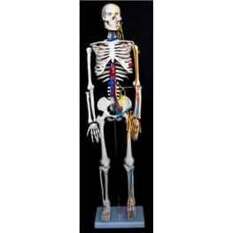 Szkielet człowieka 85 cm z nerwami i arteriami