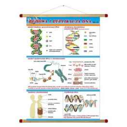 Budowa i replikacja DNA