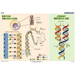 Podstawy genetyki DNA
