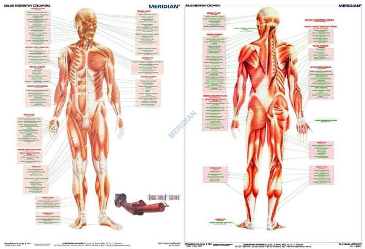 DUO Układ mięśniowy człowieka