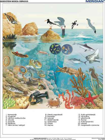 Ekosystem morza ciepłego