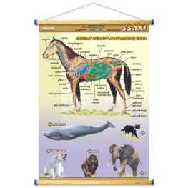 Budowa anatomiczna zwierząt -rabatowy zestaw 12 plansz +wskaźnik