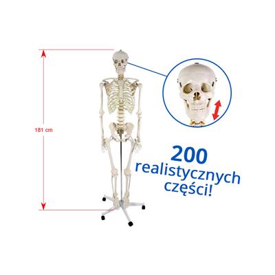 Szkielet człowieka 181 cm - model