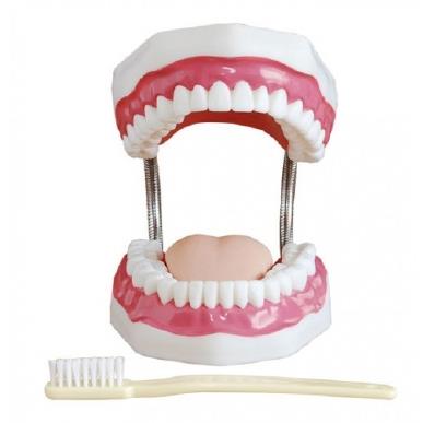 Model do nauki higieny jamy ustnej